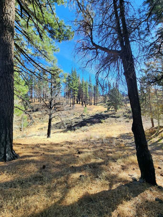 45 Lava Cap, Markleeville, CA 96120 MLS 223109698 Christie's