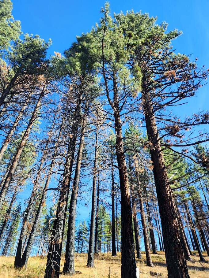 45 Lava Cap, Markleeville, CA 96120 MLS 223109698 Christie's