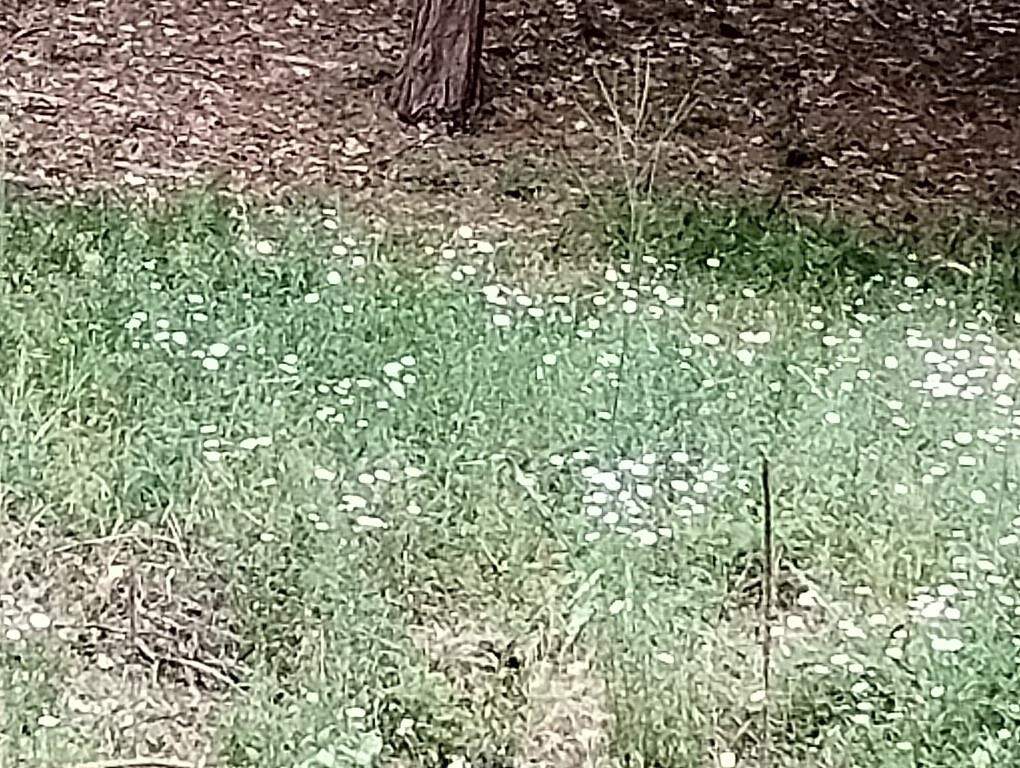14629 Rollins Park Drive, Grass Valley, CA 95945