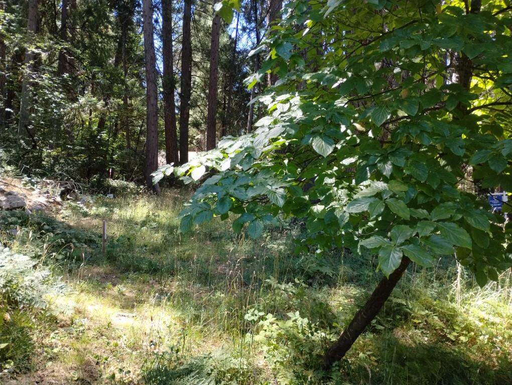 506 Silva Avenue, Nevada City, CA 95959