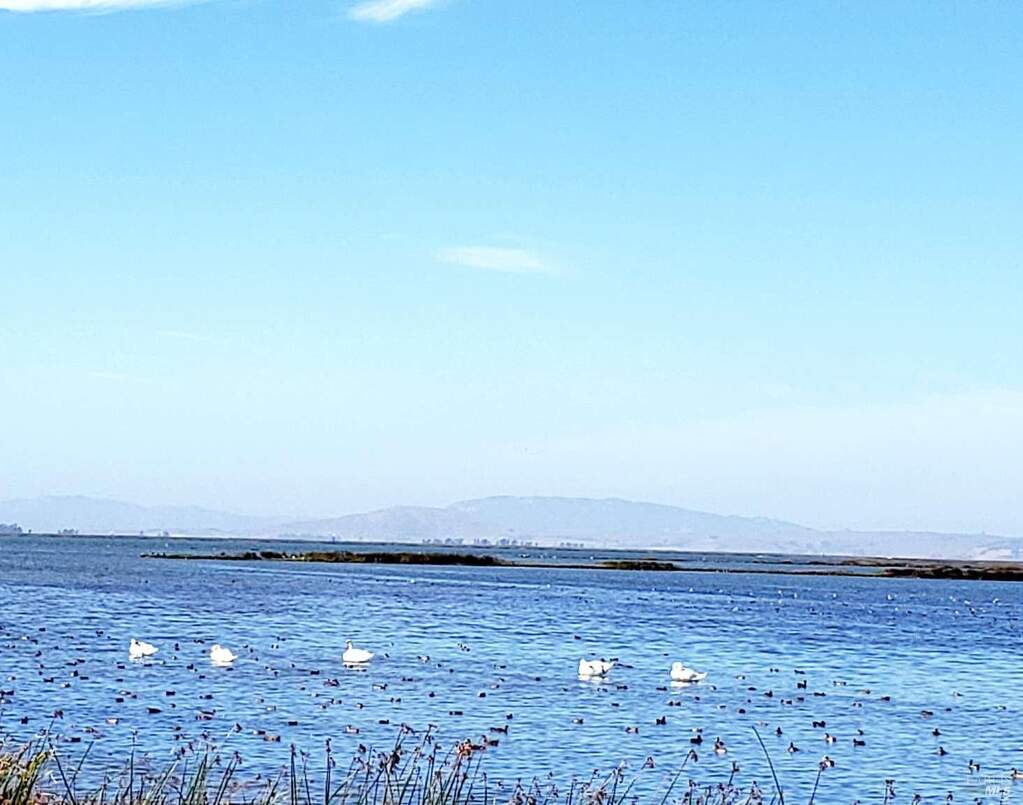 528 Wetlands Edge Road, American Canyon, CA 94503