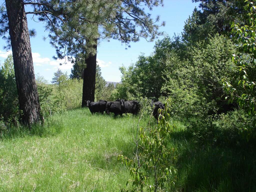 000 Smithneck Road, Loyalton, CA 96118 MLS 20230011 Christie's